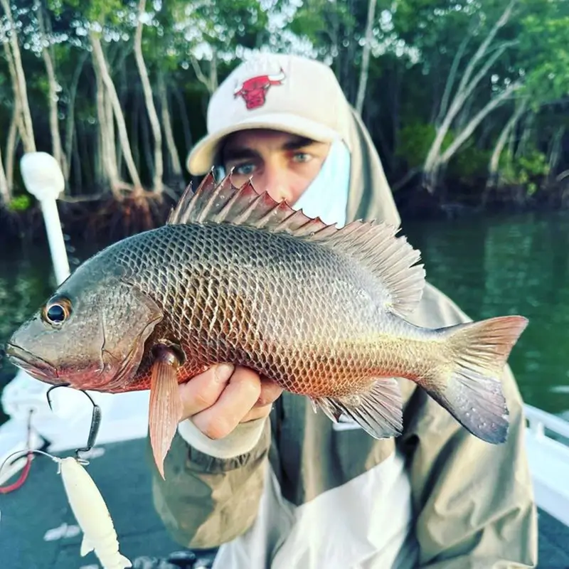 Angler showing off a mangrove jack, standing on a boat in front of a mangrove-lined waterway.