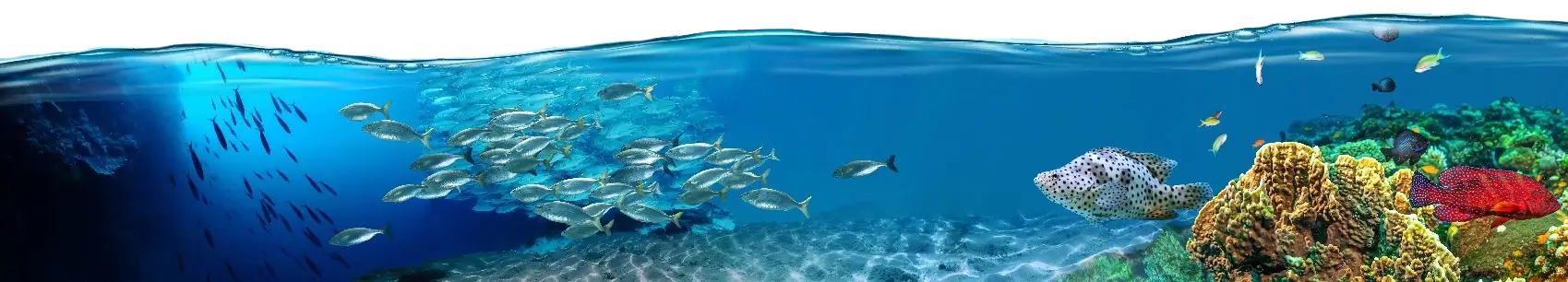 Vibrant underwater scene with schools of fish swimming among coral reefs, capturing the beauty of the Great Barrier Reef